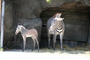 22nd Jul 2024 - Baby Zebra