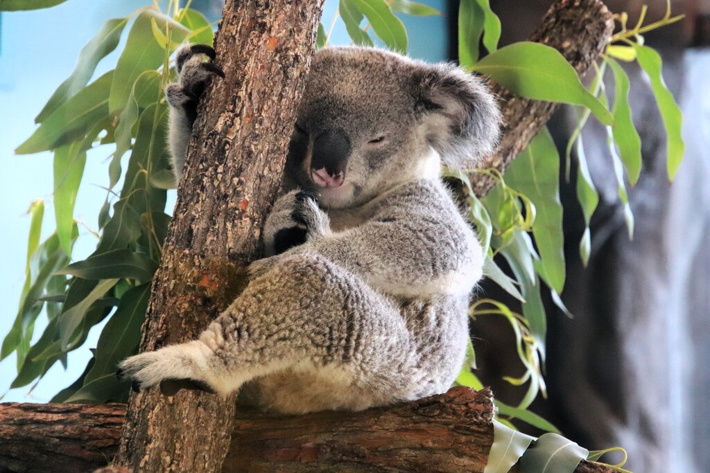 Sleepy Koala  by randy23