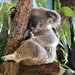 Sleepy Koala  by randy23