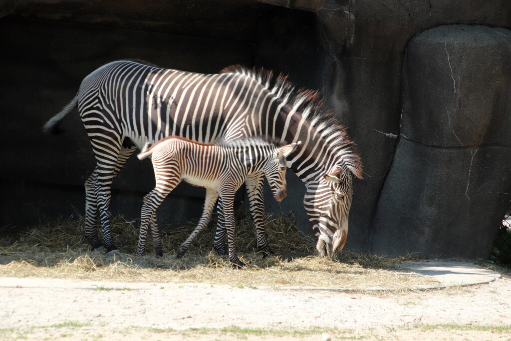 Mom and Baby by randy23