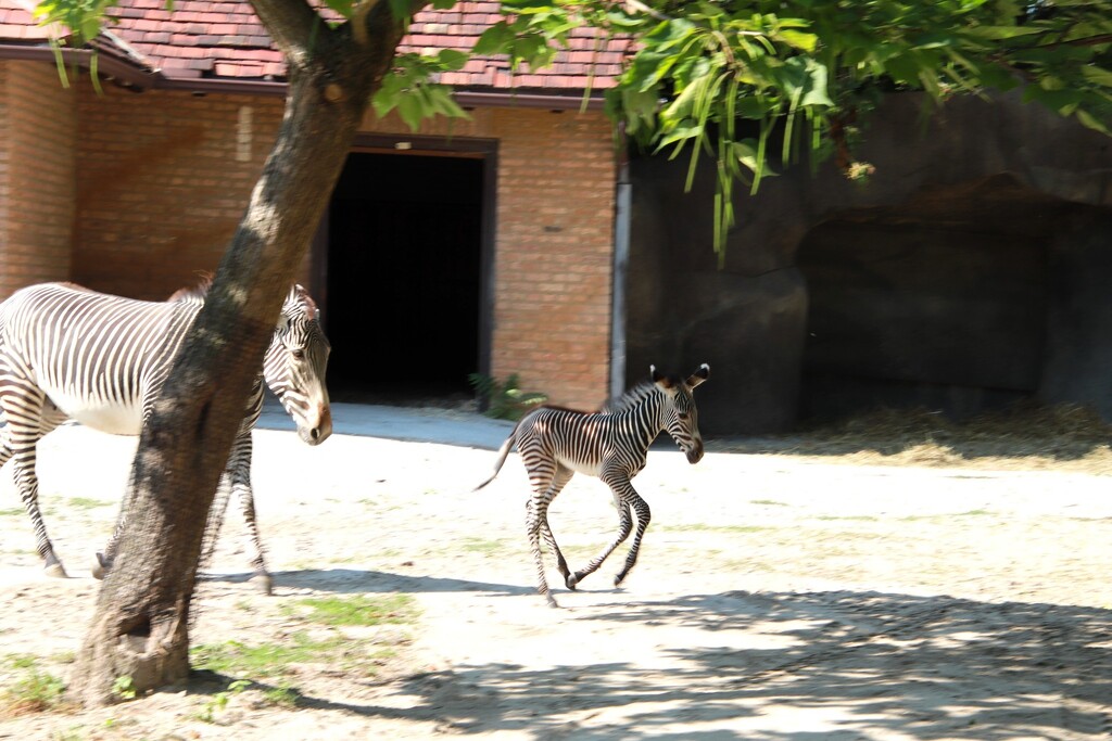 Trotting Along by randy23