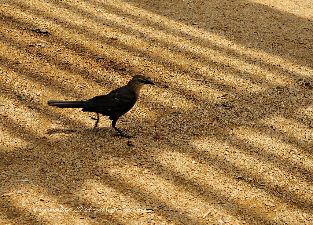 great-tailed grackle by summerfield