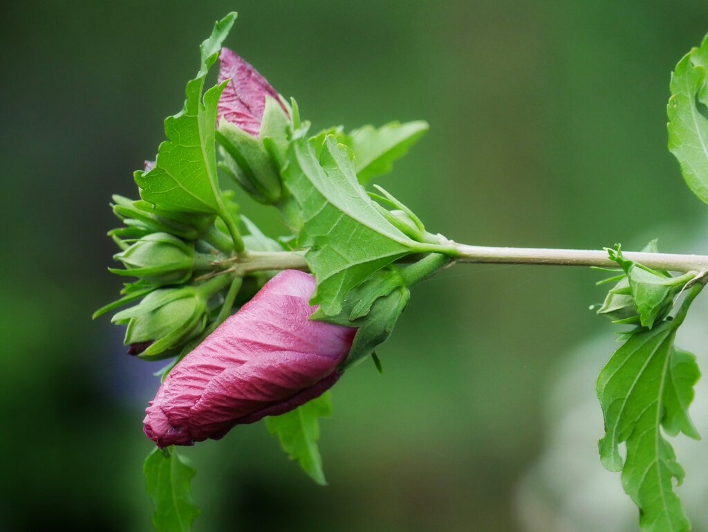 Hibiscus bud by ljmanning