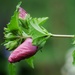 Hibiscus bud by ljmanning