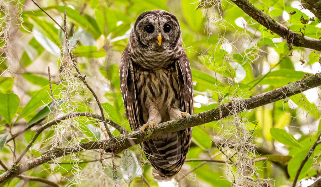 Barred Owl Juvenile! by rickster549