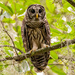 Barred Owl Juvenile! by rickster549