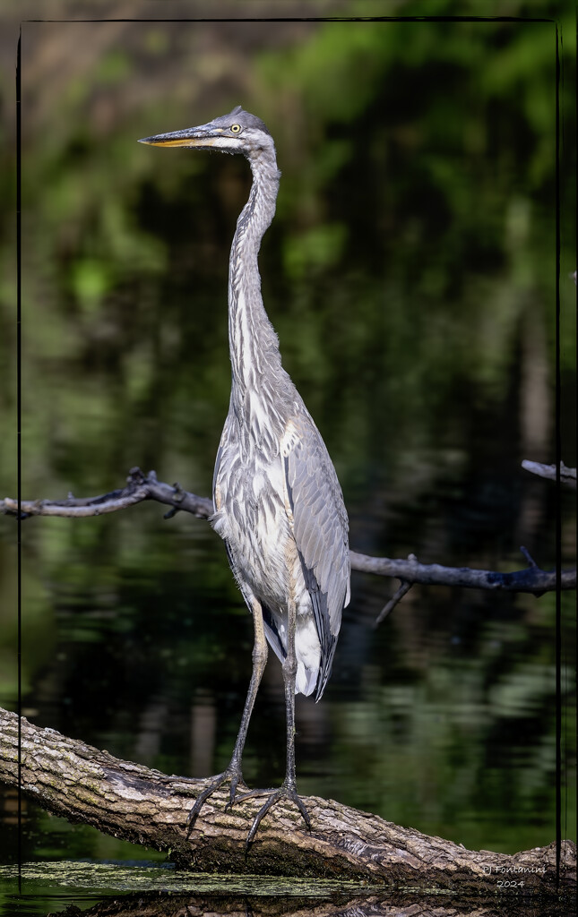 Standing Tall by bluemoon