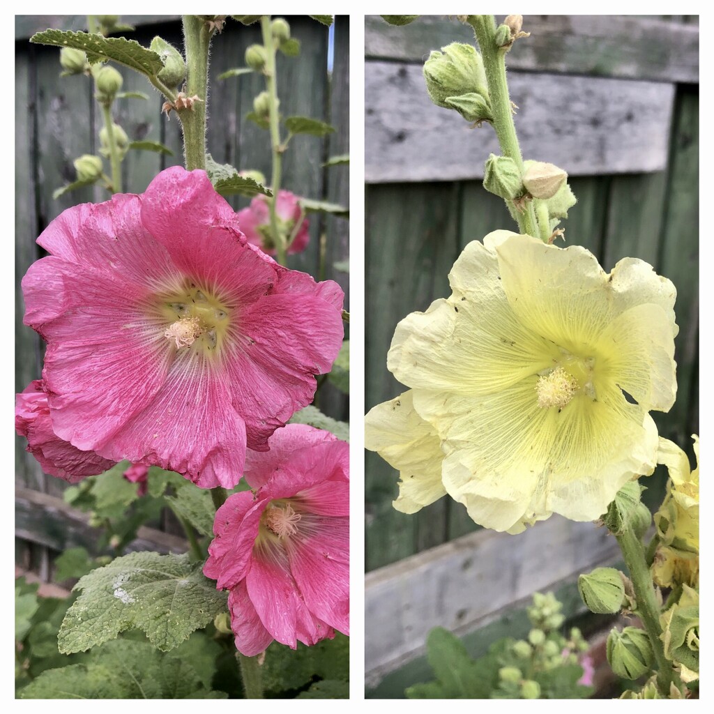 Hollyhocks  by dailypix