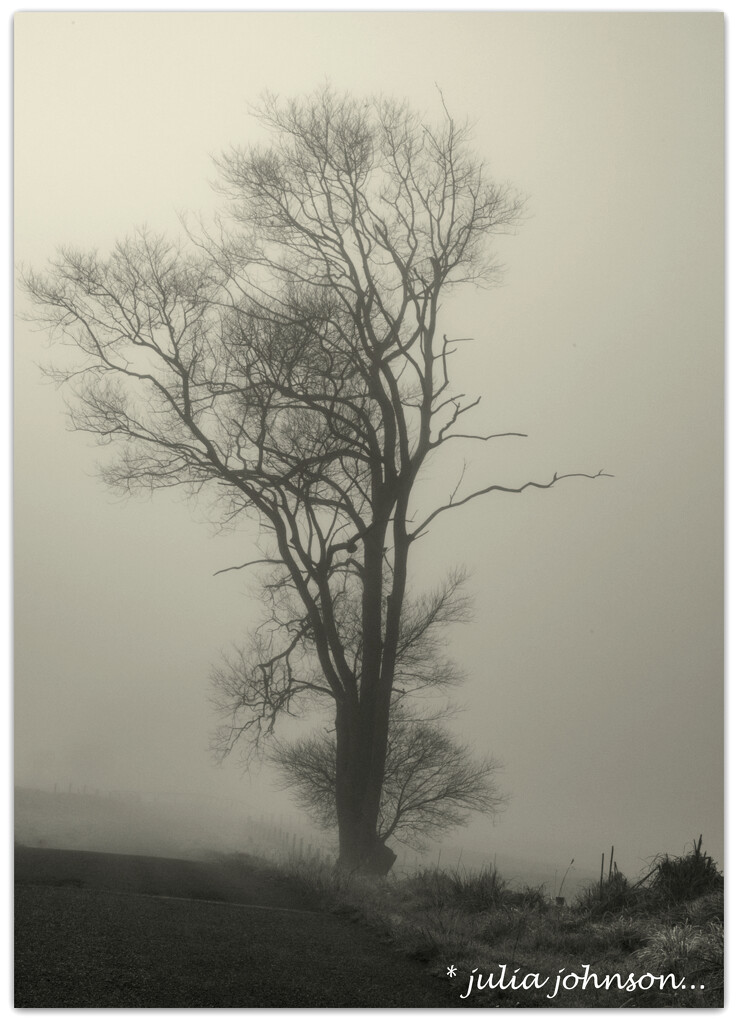 Tree- in -the- Mist by julzmaioro