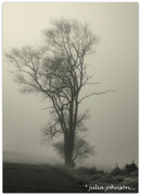 1st Aug 2024 - Tree- in -the- Mist