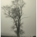 Tree- in -the- Mist by julzmaioro