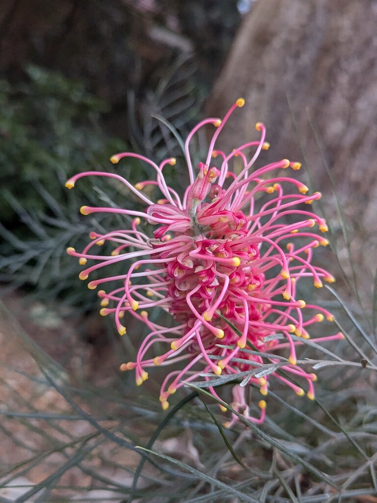 Delicate Grevillea  by elf