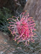 1st Aug 2024 - Delicate Grevillea 