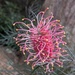 Delicate Grevillea  by elf