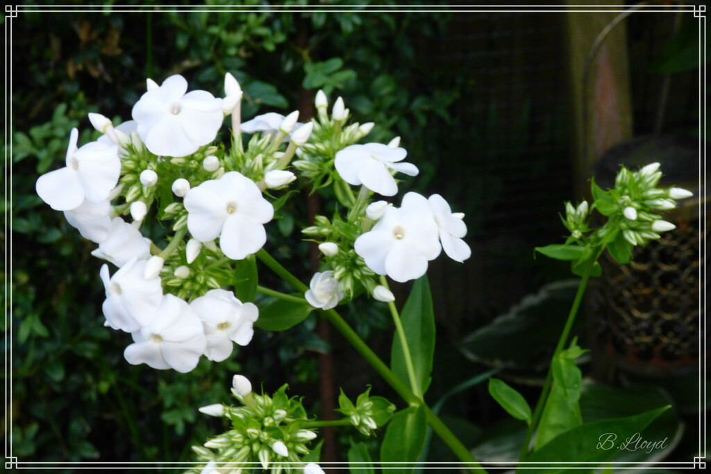 White  phlox  by beryl