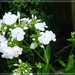 White  phlox  by beryl