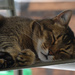 nap under the table by parisouailleurs