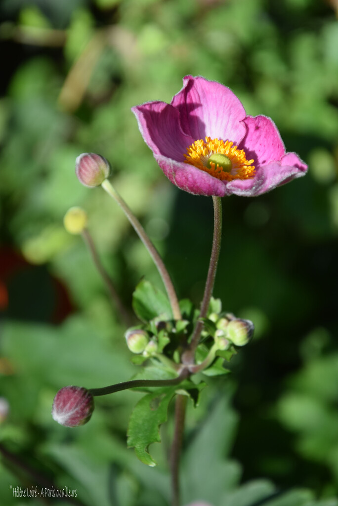 anemone du Japon by parisouailleurs