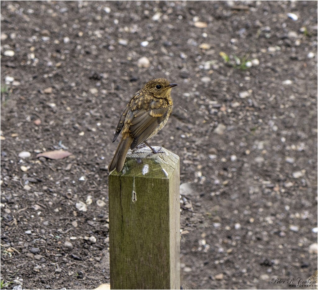 Young Robin by pcoulson