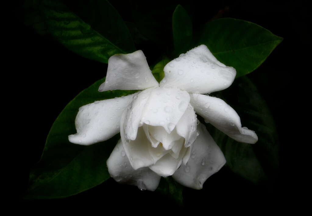 Last of the gardenias... by marlboromaam