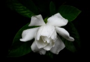 1st Aug 2024 - Last of the gardenias...