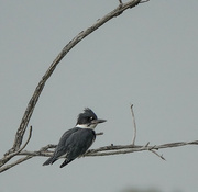 1st Aug 2024 - Kingfisher 