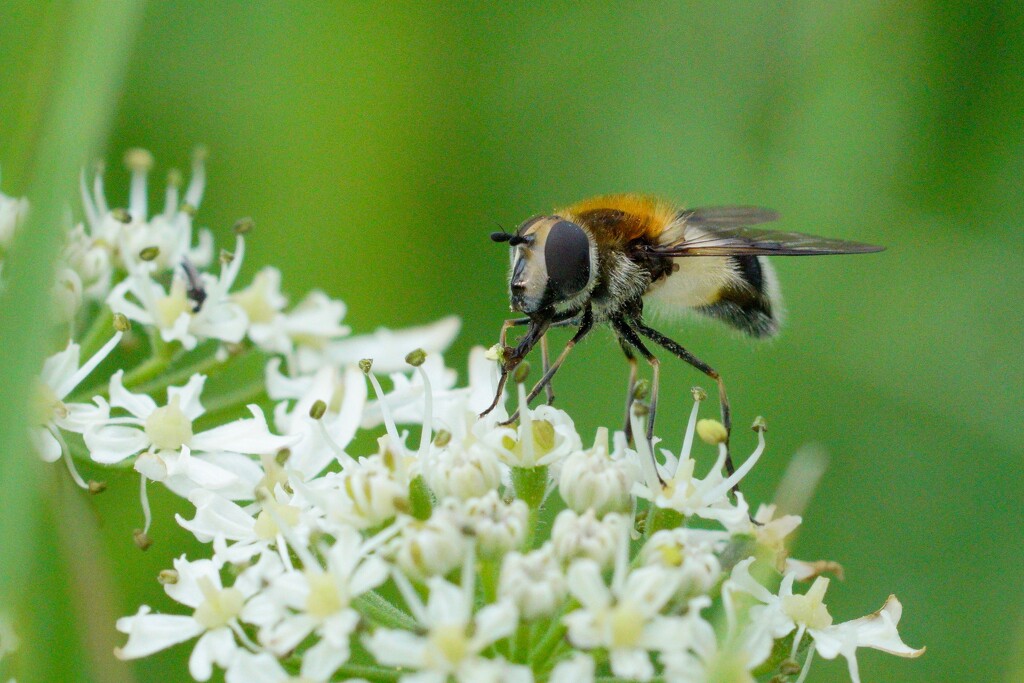 HOVER - FLY  by markp