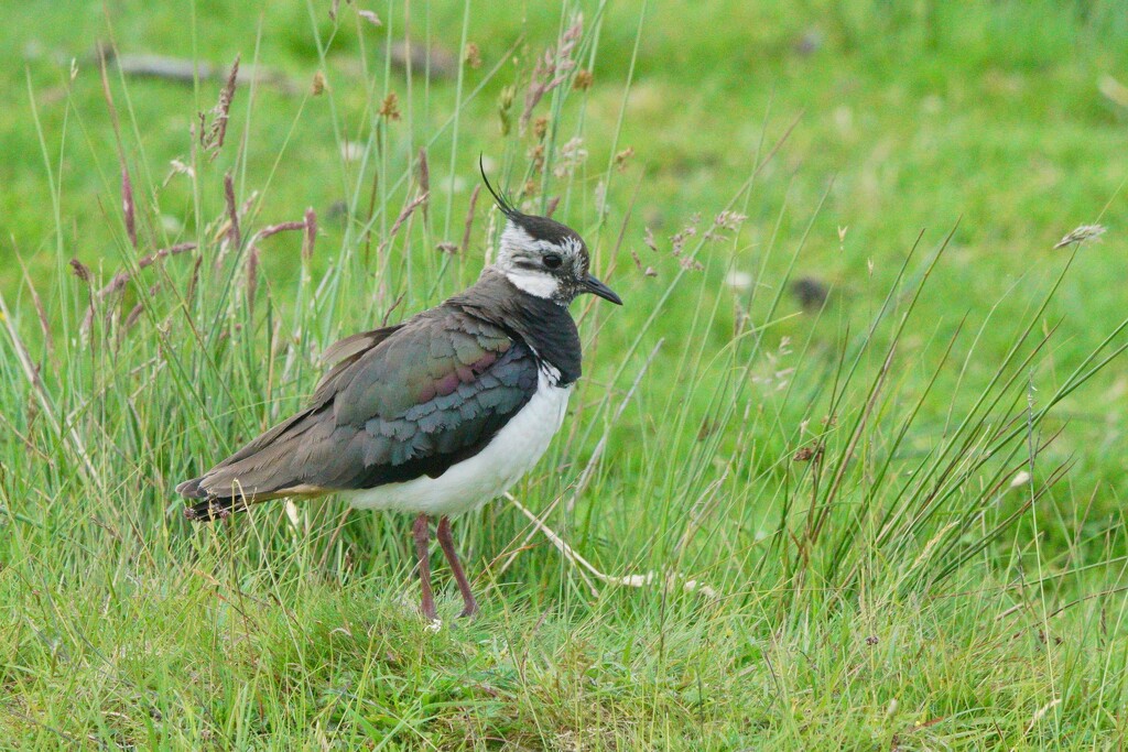 LAPWING by markp