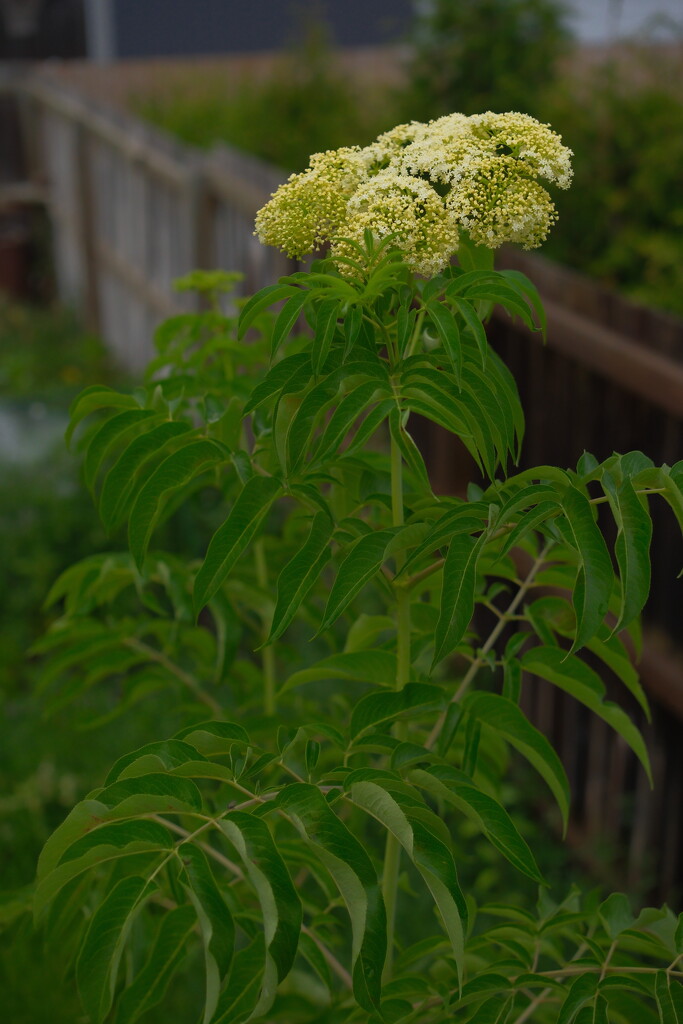 Elderberry tree is now taller than me by josharp186