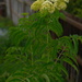 Elderberry tree is now taller than me by josharp186