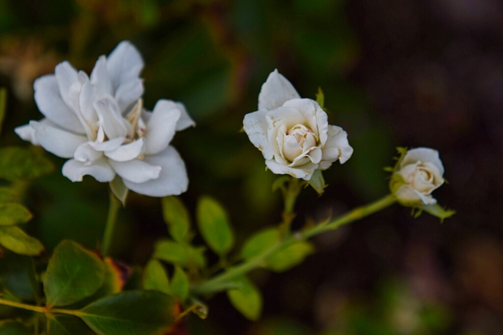 7 30 White Roses by sandlily