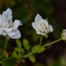 7 30 White Roses by sandlily