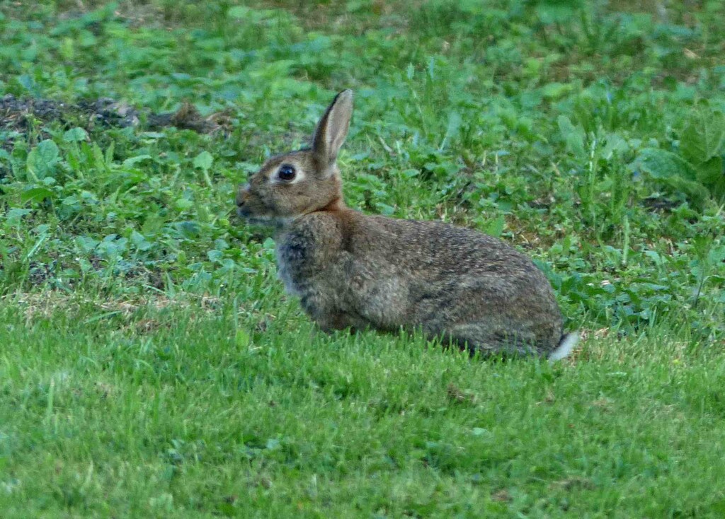 Rabbit by arkensiel