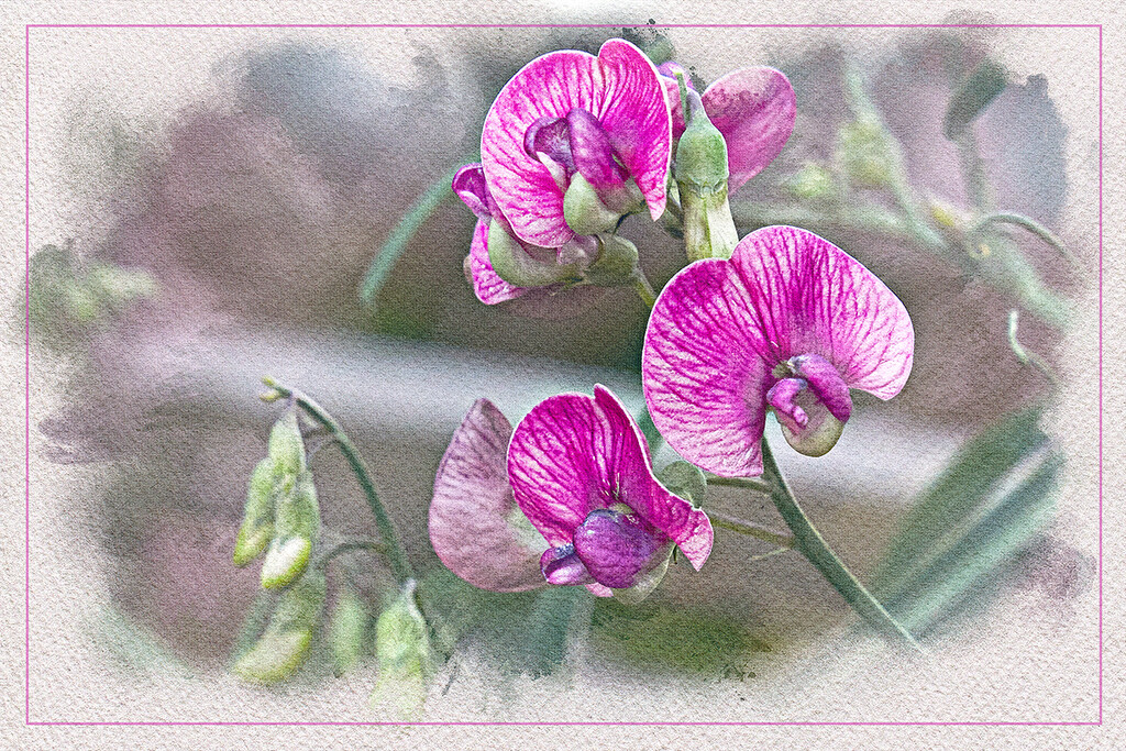 Perennial Sweet Pea by gardencat