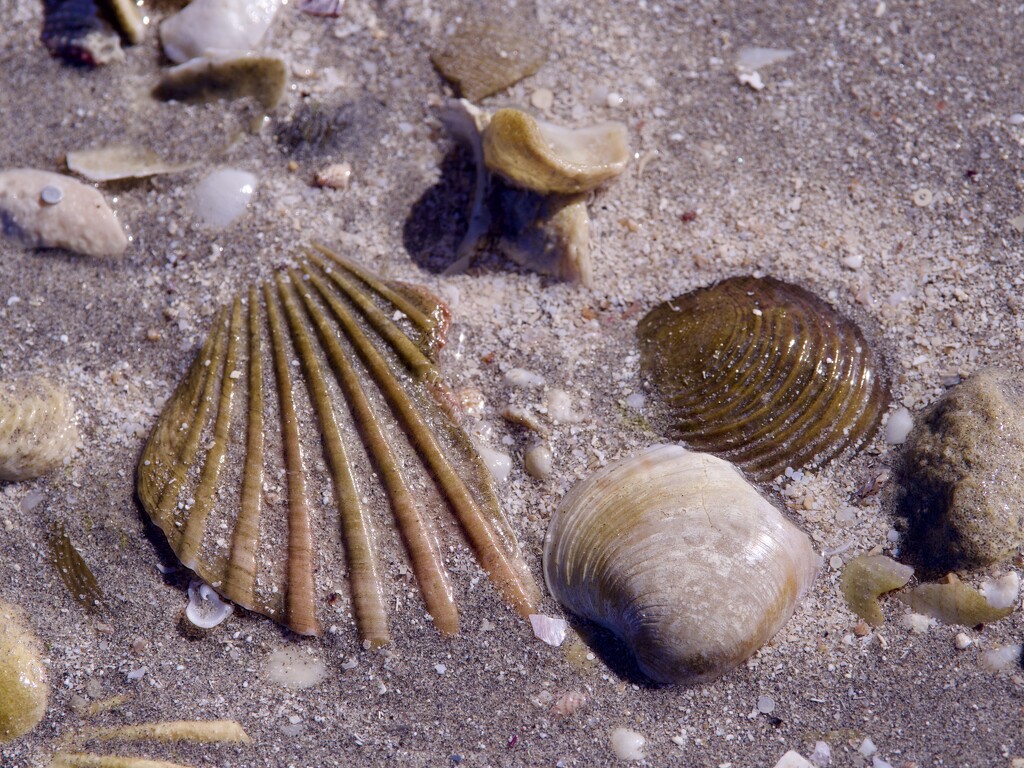 Shells At Low Tide P8013124 by merrelyn