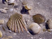 1st Aug 2024 - Shells At Low Tide P8013124