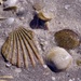 Shells At Low Tide P8013124 by merrelyn