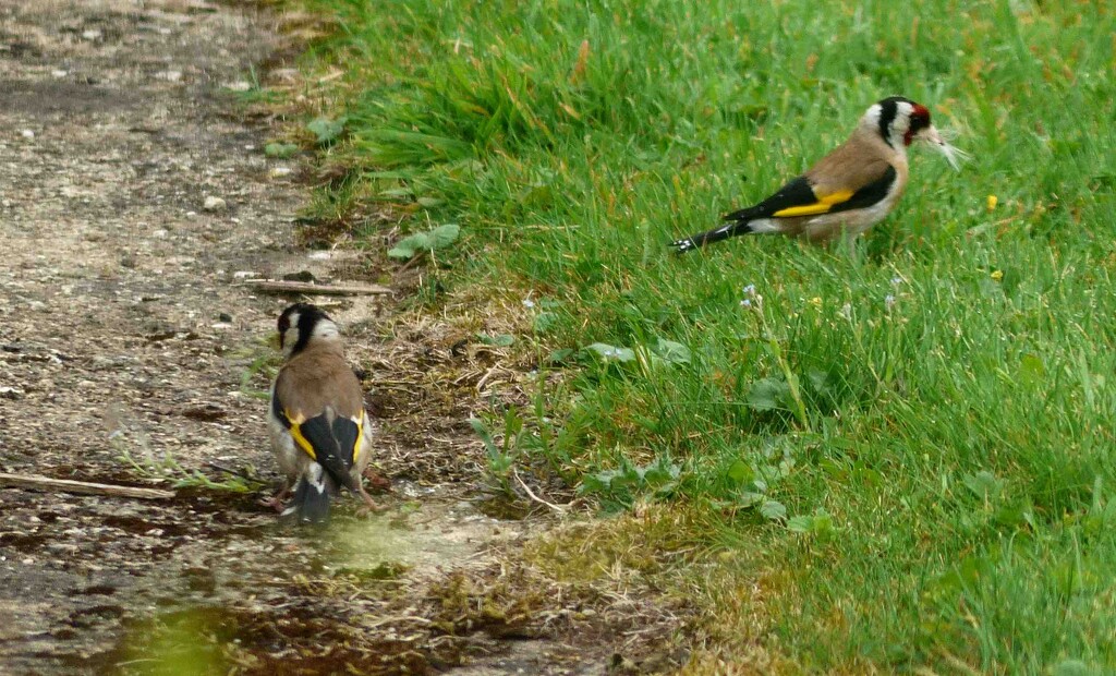 Goldfinches by arkensiel