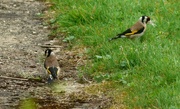 1st Aug 2024 - Goldfinches