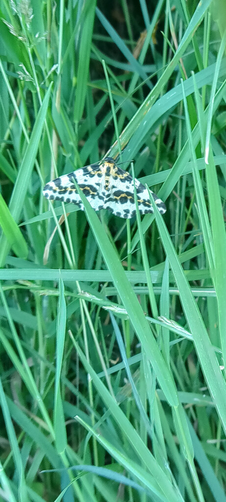 Magpie Moth by 365projectorgjoworboys