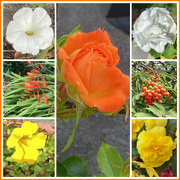 1st Aug 2024 - White, Orange and Yellow 