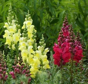 1st Aug 2024 - Snapdragon Flowers