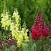 Snapdragon Flowers by fishers