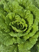 1st Aug 2024 - 1000006623 BF Lettuce