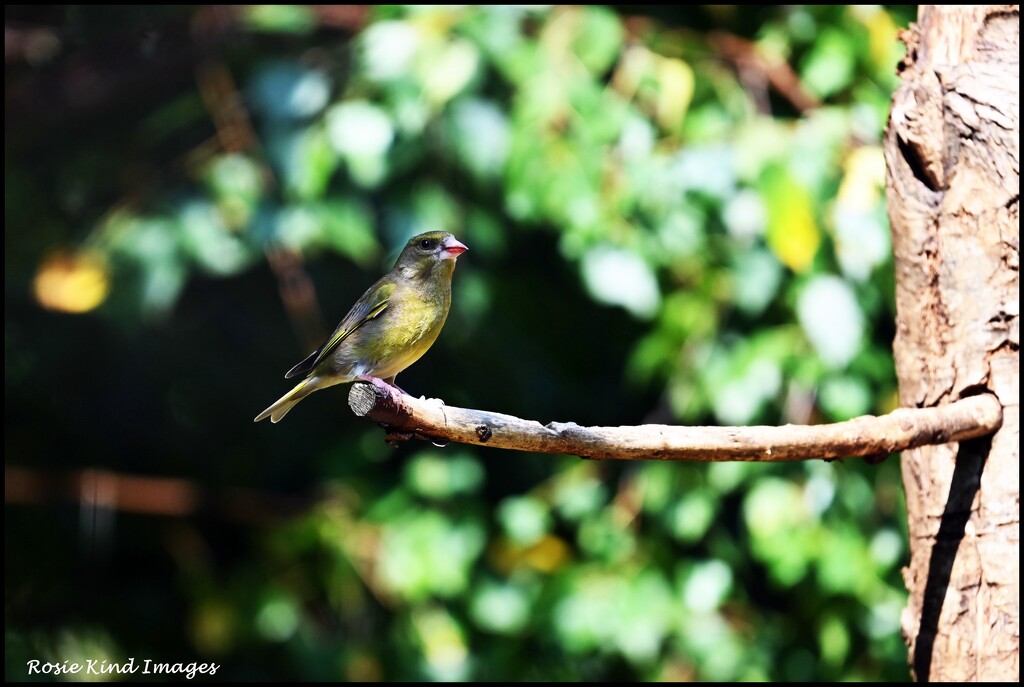 Greenfinch by rosiekind