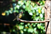 1st Aug 2024 - Greenfinch