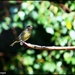 Greenfinch by rosiekind