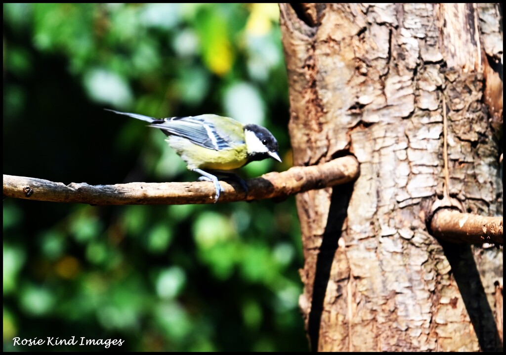 Great Tit by rosiekind