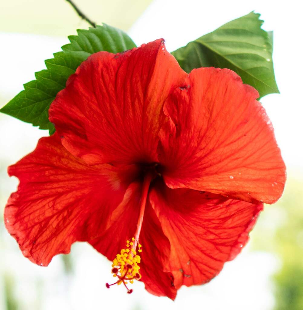 August 1 Hibiscus by randystreat