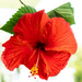 August 1 Hibiscus by randystreat